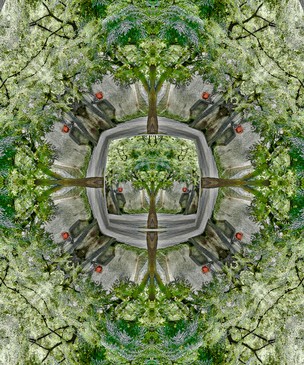 ALBERO CON ANFORE, 2005-50x60